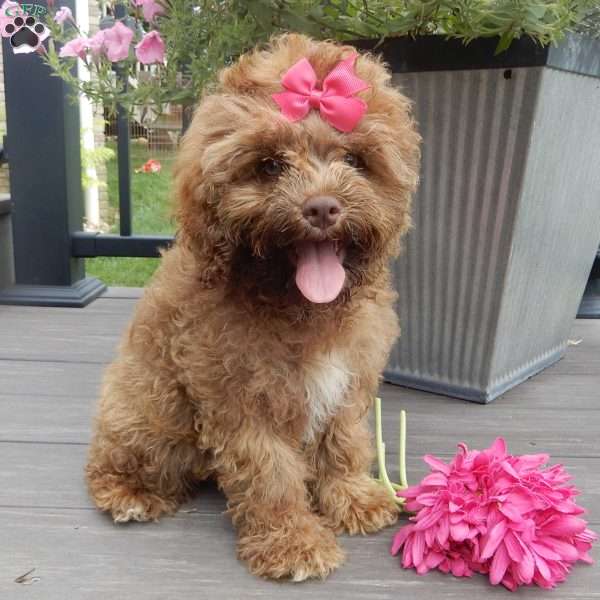 Brandy, Cockapoo Puppy